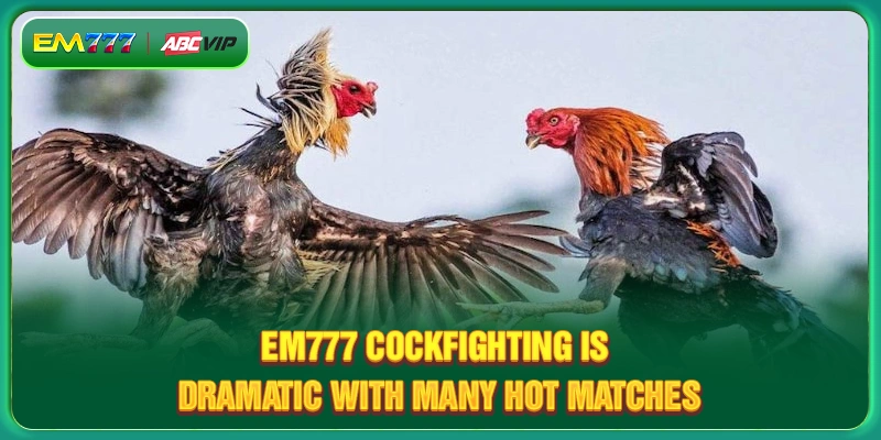 EM777 cockfighting is dramatic with many hot matches