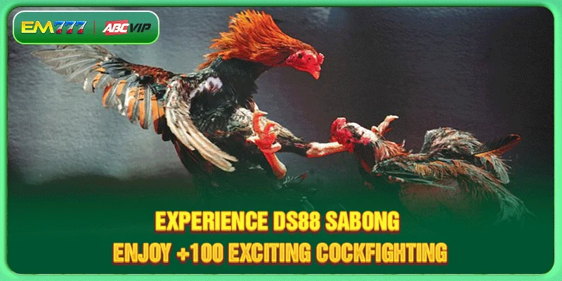 Experience DS88 Sabong - Enjoy +100 Exciting Cockfighting