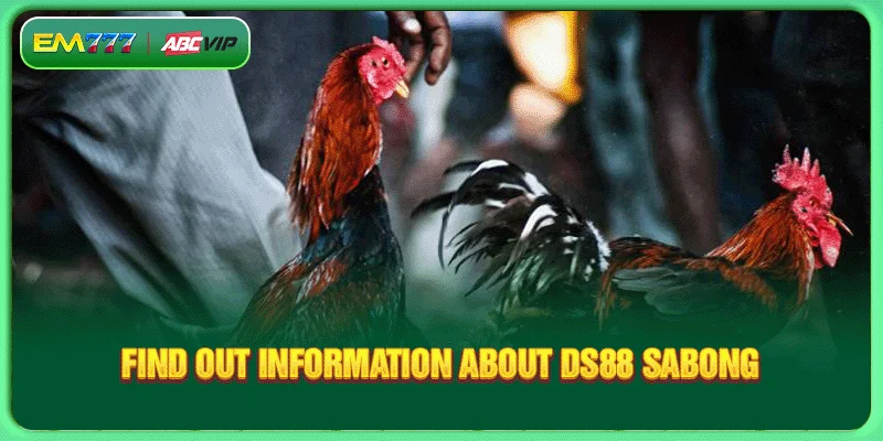 Find out information about DS88 Sabong