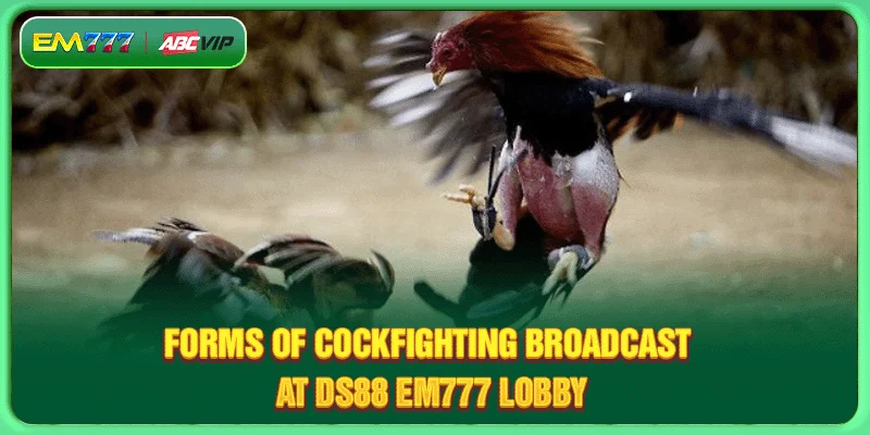 Forms of cockfighting broadcast at DS88 EM777 lobby