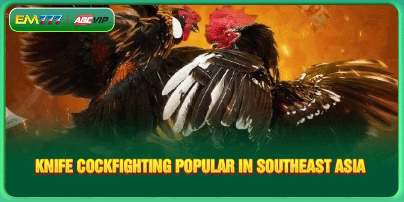 Knife Cockfighting popular in Southeast Asia