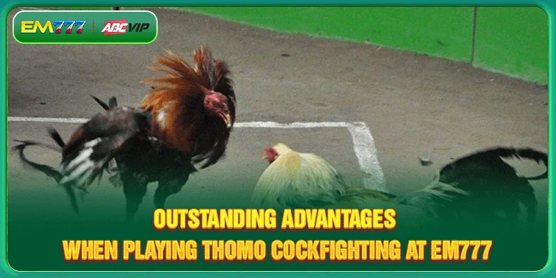 Outstanding fighting chicken lines at Thomo cockfighting