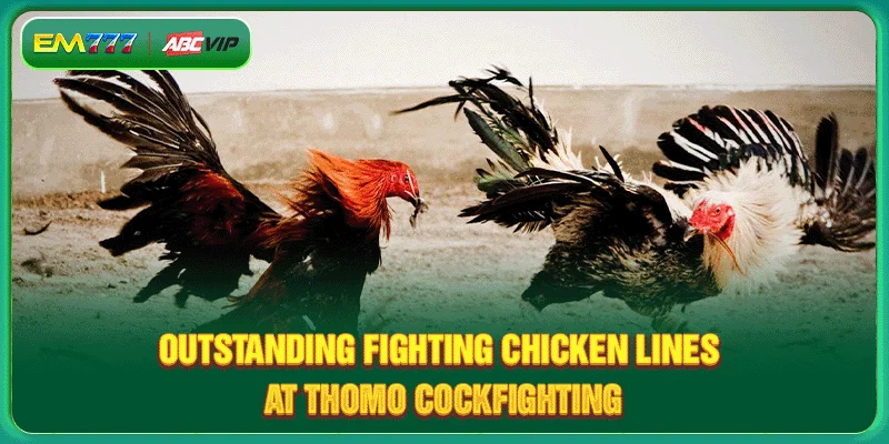 Outstanding advantages when playing Thomo cockfighting at EM777