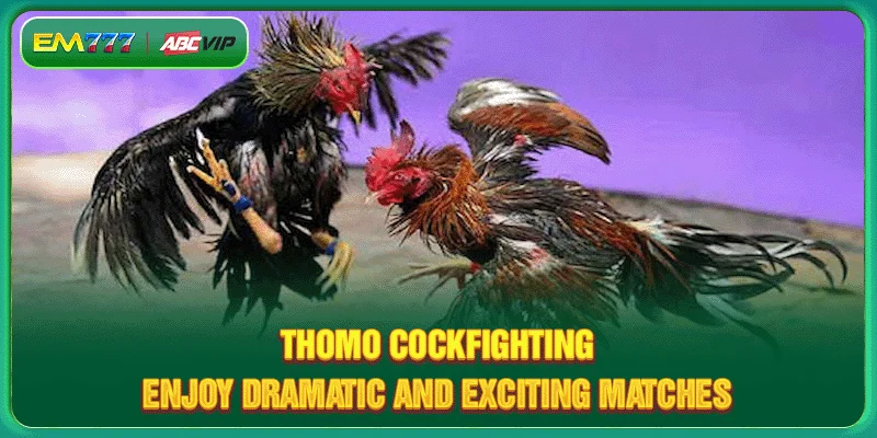 Thomo Cockfighting - Enjoy Dramatic And Exciting Matches