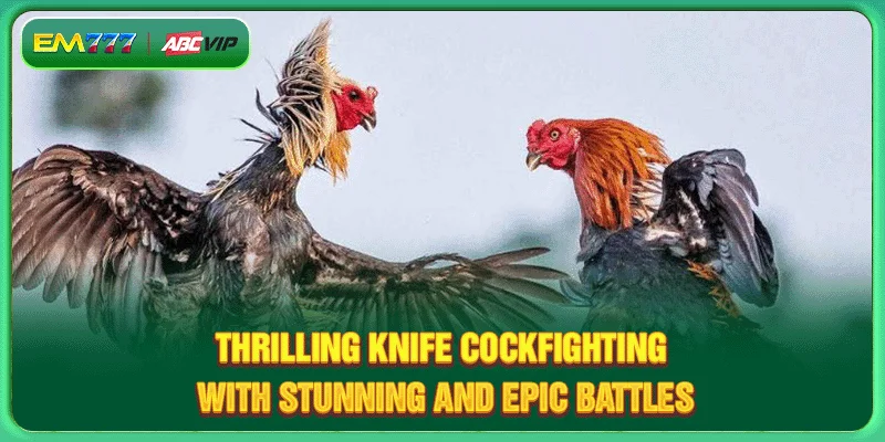 Thrilling Knife Cockfighting With Stunning And Epic Battles